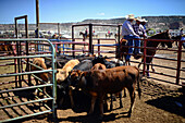 Rodeo-Wettbewerb während der Navajo Nation Fair, einer weltbekannten Veranstaltung, die die Landwirtschaft, die Kunst und das Kunsthandwerk der Navajo vorstellt und durch kulturelle Unterhaltung das Erbe der Navajo fördert und bewahrt. Window Rock, Arizona