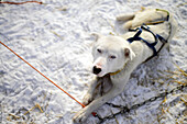 Wilderness husky sledding taiga tour with Bearhillhusky in Rovaniemi, Lapland, Finland