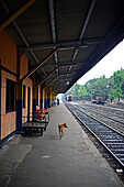 Straßenhund auf dem Bahnsteig eines Bahnhofs, Sri Lanka