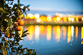 Bittere Orangen am Fluss Guadalquivir, Sevilla, Spanien. Aufgenommen mit einem Leica Noctilux 50mm f/0.95 Objektiv. weit offen