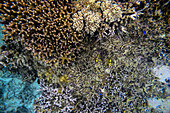 Coral reef in Ishigaki, Okinawa, Japan