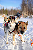 Wilderness husky sledding taiga tour with Bearhillhusky in Rovaniemi, Lapland, Finland