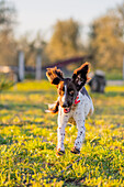 Englischer Springer Spaniel läuft durch einen Park