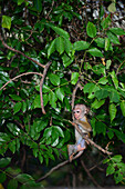 Junges Toque-Makakenäffchen (Macaca sinica) in Sigiriya, Sri Lanka