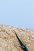 Formenteras Sargantane, Ikone der Insel Formentera, die einzige Eidechsenart, die auf den Pityusen lebt, Spanien