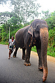 Mahout und Elefant gehen auf der Straße, Sri Lanka
