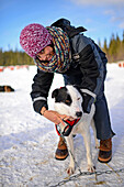 Young woman puts harness on dog. Wilderness husky sledding taiga tour with Bearhillhusky in Rovaniemi, Lapland, Finland