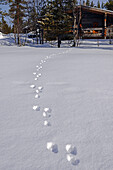 Schritte eines kleinen Säugetiers im Schnee, Lappland, Finnland