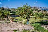 Orange tree fields in rural area of Altea, Alicante, Spain