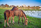 A colt and a mare grazing freely in Doñana National Park, El Rocio, Spain