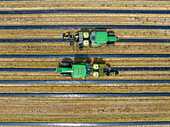 Watermelon plants being transplanted into the field in Seaford DE