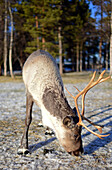 In the Reindeer farm of Tuula Airamo, a S?mi descendant, by Muttus Lake. Inari, Lapland, Finland