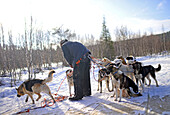 Husky-Schlittentour durch die Taiga mit Bearhillhusky in Rovaniemi, Lappland, Finnland, in der Wildnis