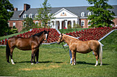 Horses at University of Maryland