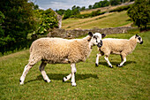 Mule Ram Lamb in mountains in Yorkshire England