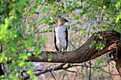 Wandelbarer Habichtsadler oder Schopfadler (Nisaetus cirrhatus) im Udawalawe-Nationalpark an der Grenze der Provinzen Sabaragamuwa und Uva in Sri Lanka