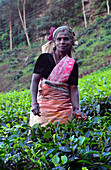 Women tea plantation workers collect the top tiers of the leaves and most delicate shoots to make white and green Ceylon tea.