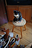 Cat on stool. Traditional S?mi arts and crafts. Inside the home of Tuula Airamo, a S?mi descendant, and Reindeer farmer, by Muttus Lake. Inari, Lapland, Finland