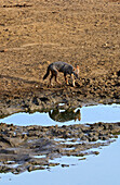 Golden jackal (Canis aureus) drinks water in Udawalawe National Park, on the boundary of Sabaragamuwa and Uva Provinces, in Sri Lanka.