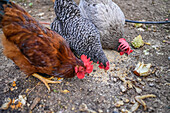 Freilaufende Hühner im Hinterhof eines Hauses, Spanien