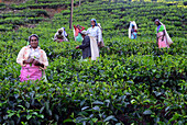 Arbeiterinnen auf einer Teeplantage sammeln die obersten Schichten der Blätter und die zartesten Triebe für die Herstellung von weißem und grünem Ceylon-Tee