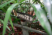 Spice garden in Sri Lanka