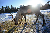 In the Reindeer farm of Tuula Airamo, a S?mi descendant, by Muttus Lake. Inari, Lapland, Finland