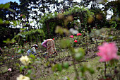 Two women working in garden at Victoria Park, public park located in Nuwara Eliya, Sri Lanka