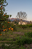 Orangenbaumfelder in einer ländlichen Gegend von Altea, Alicante, Spanien