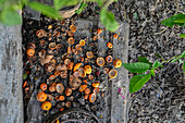 Gebrauchte Orangenschalen im Garten eines Landhauses