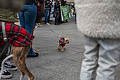 Thousands of people demonstrate in Spain to demand an end to hunting with dogs, Zaragoza, Spain