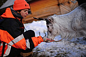 Young woman feeds a reindeer in the Reindeer farm of Tuula Airamo, a S?mi descendant, by Muttus Lake. Inari, Lapland, Finland