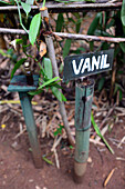 Spice garden in Sri Lanka