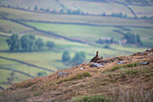 Grouse bird's standing on mountain landscape