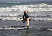 Stilt fishermen in Ahangama coast, Sri Lanka