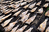 Straßenverkauf von getrocknetem Fisch in Weligama, Sri Lanka