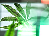 Cannabispflanzen wachsen im Labor für die pharmazeutische Forschung