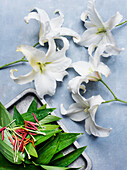 Studio shot of white lilies with cut stamens
