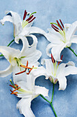 Studio shot of white lilies