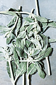 Studio shot of fresh sage leaves