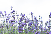 Lavendel wächst auf einem Feld