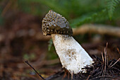 Phallus impudicus Pilz wächst im Wald
