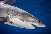 Mexico, Guadalupe Island, Great white shark(Carcharodon carcharias)in sea