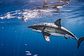 Mexico, Guadalupe Island, Great white shark in sea