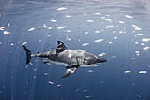 Mexico, Guadalupe Island, Great white shark and group of fish in sea