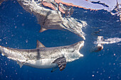 Mexico, Guadalupe Island, Great white shark in sea