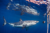 Mexico, Guadalupe Island, Great white shark in sea