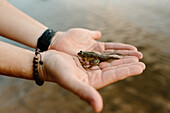 Kanada, Yukon, Whitehorse, Nahaufnahme eines Mannes mit Frosch in der Hand