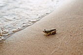 Canada, Yukon, Whitehorse, Frog on sand near water