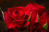 Detail von roten Rosen